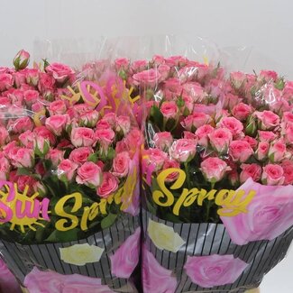 Freshy Spray rose “Tralala” | Colour: Pink | Length ± 60 centimeter | Per 10 fresh flowers