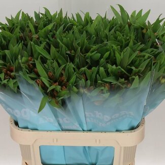 Freshy Alstroemeria “Dancing Queen” | Couleur: Orange | Longueur ± 75 centimeter | Par 10 tiges fleurs fraîches