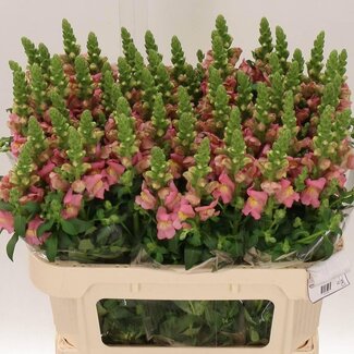 Freshy Antirrhinum gueule-de-loup “Antibes Pink” | Couleur: Rose | Longueur ± 75 centimeter | Par 10 fleurs fraîches