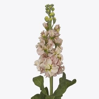 Freshy Matthiola Incana Giroflées “Iron Apricot” | Couleur: Rose | Longueur ± 63 centimeter | Par 10 fleurs fraîches