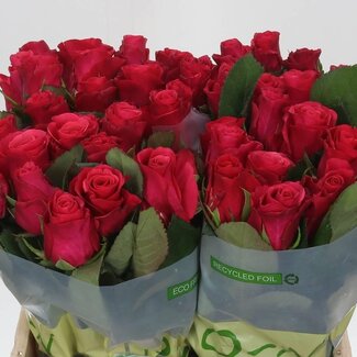 Freshy Roses “Tacazzi” | Couleur: Rose | Longueur ± 40 centimeter | Par 20 roses