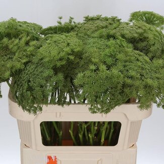 Freshy Ammi Visnaga “Green Mist” | Colour: Green | Length ± 70 centimetre | Per 10 fresh flowers