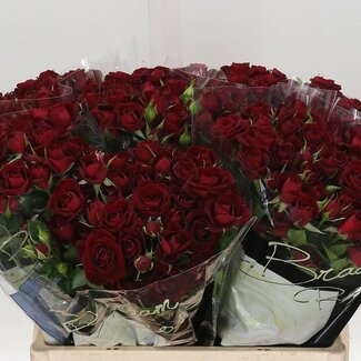 Freshy Spray rose “Rubicon” | Colour: Red | Length ± 60 centimetre | Per 10 fresh flowers