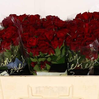 Freshy Spray rose “Rubicon” | Colour: Red | Length ± 50 centimeter | Per 10 fresh flowers