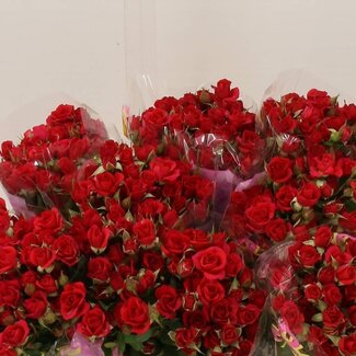 Freshy Trosroos “Mirabel” | Kleur: Rood | Lengte ± 60 centimeter | Per 10 verse bloemen
