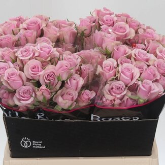 Freshy Holländische Trosrose “Leila” | Farbe: Lila Rosa | Länge ± 40 centimeter | Pro 20 frische Blumen