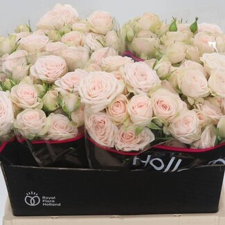 Freshy Dutch spray rose “Sushi” | Colour: Pink | Length ± 40 centimetre | Per 20 fresh flowers
