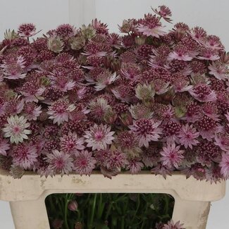 Freshy Astrantia Zeeuws Knoopje “Rosa-lee” | Farbe: Rosa | Länge ± 55 centimeter | Pro 50 Stielen frische Blumen