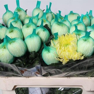 Freshy Deko Chrysantheme Chrysantheme “Magnum Gelb” | Farbe: Gelb | Länge ± 70 centimeter | Pro 10 frische Blumen