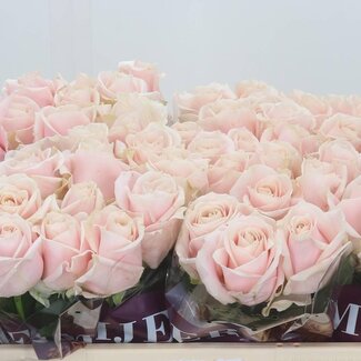 Freshy Roses “Sweet Avalanche” | Couleur: Rose | Longueur ± 50 centimeter | Par 10 roses