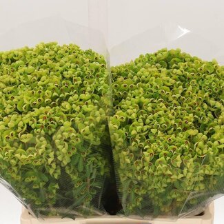 Freshy Euphorbia X Martinii Wolfsmilch | Farbe: Grün | Länge ± 60 centimeter | Pro 50 Stielen frische Blumen