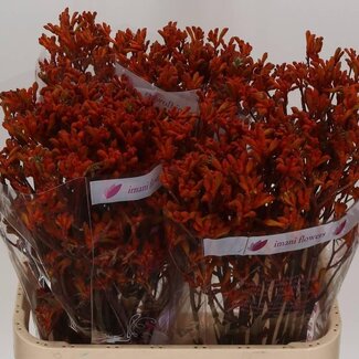 Freshy Anigozanthos Kangaroo paw “Orange” | Colour: Mixed Colours | Length ± 80 centimetre | Per 20 stems fresh flowers