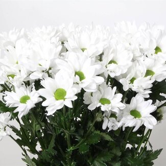 Freshy Troschrysant Chrysanthemum “Chic” | Colour: White | Length ± 70 centimetre | Per 10 stems fresh flowers