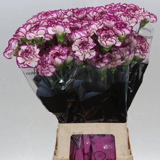 Freshy Œillet long “Kino” | Couleur: Blanc | Longueur ± 70 centimeter | Par 20 fleurs fraîches