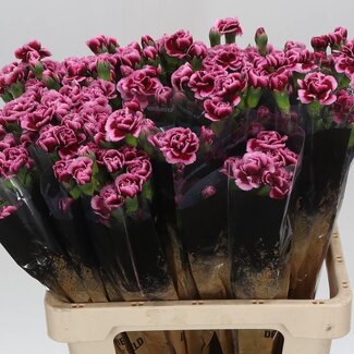 Freshy Spray carnation “Berry” | Colour: Purple | Length ± 60 centimetre | Per 20 fresh flowers