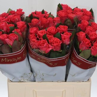 Freshy Roses “Pink Tacazzi” | Couleur: Rose | Longueur ± 60 centimeter | Par 20 roses