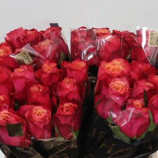 Freshy Roses “Bogart” | Couleur: Rouge | Longueur ± 40 centimeter | Par 20 roses