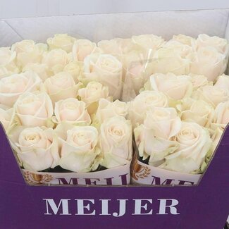 Freshy Roses “Dorchester” | Couleur: Rose | Longueur ± 60 centimeter | Par 10 roses