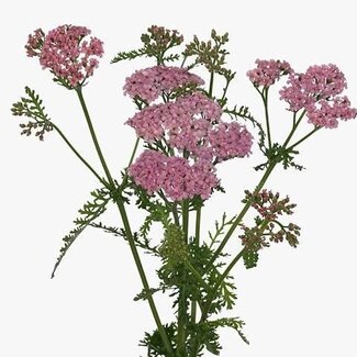 Freshy Achillea Millefolium Achillée “Anita” | Couleur: Rose | Longueur ± 75 centimeter | Par 20 tiges de fleurs fraîches