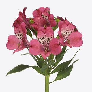 Freshy Courte Alstroemeria “Bubblicious” | Couleur: Rose | Longueur ± 60 centimeter | Par 20 tiges de fleurs fraîches