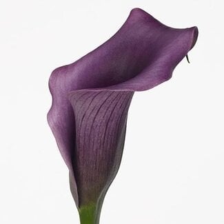 Freshy Zantedeschia Paco