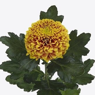 Freshy Chrysant deco Tropicana