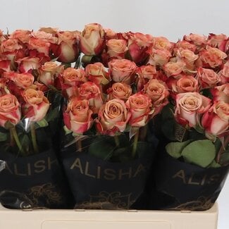 Freshy Rosa Cappuccino
