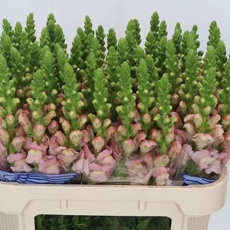Freshy Antirrhinum Avignon Pink