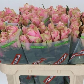 Freshy Rosa Athena Royale