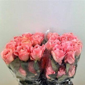 Freshy Rose de luxe “Dragon Fly” | Couleur: Rose | Longueur ± 50 centimeter | Par 25 fleurs fraîches