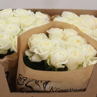 Freshy Rosa Chic White