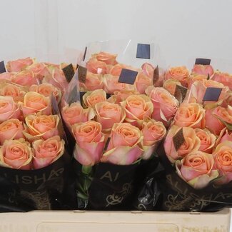 Freshy Rosen “Dividend” | Farbe: Rosa | Länge ± 50 centimeter | Pro 10 Rosen
