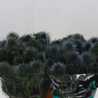 Freshy Eryngium chardon croisé “Scorpius Questar” | Couleur: Bleu | Longueur ± 70 centimeter | Par 10 tiges de fleurs fraîches