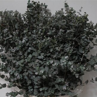 Freshy Eucalyptus Gunnii | Couleur: Vert | Longueur ± 70 centimeter | 300 gram par bouquet | Par 5 bouquets