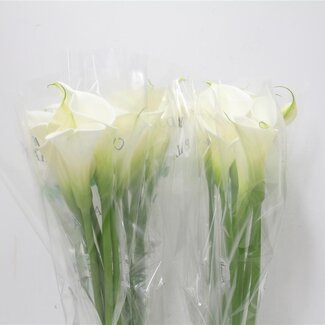 Freshy Zantedeschia Calla “Colombe Paix” | Farbe: Weiß | Länge ± 90 centimeter | Pro 5 frische Blumen
