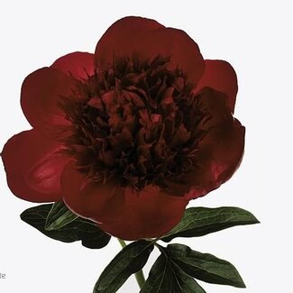 Freshy Paeonia Pfingstrose L “Red Charm” | Farbe: Rot | Länge ± 55 centimeter | Pro 10 frische Blumen