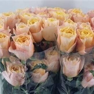 Freshy Rose de luxe “King Cross” | Couleur: Rose | Longueur ± 60 centimètre | Par 25 fleurs fraîches