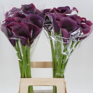 Freshy Zantedeschia Calla “Captain Promise” | Couleur: Rouge | Longueur ± 70 centimeter | Par 10 fleurs fraîches