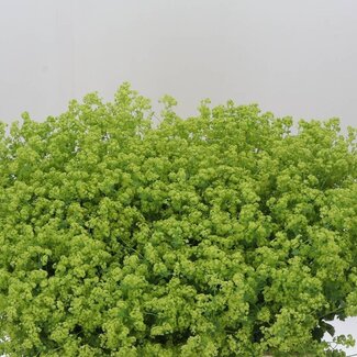 Freshy Alchemilla Mollis Alchémille “Robustica” | Couleur: Vert | Longueur ± 60 centimeter | Par 50 tiges de fleurs fraîches