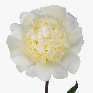 Freshy Paeonia Pivoine L “Bridal Gown” | Couleur: Blanc | Longueur ± 55 centimeter | Par 10 fleurs fraîches