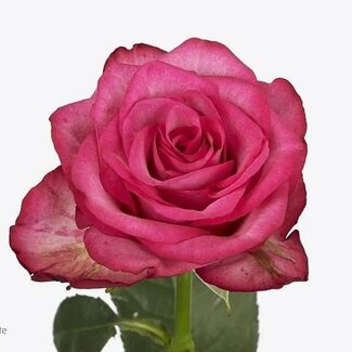 Freshy Large-flowered Rose “Lola” | Colour: Pink | Length ± 40 centimetre | Origin Ecuador | Per 20 fresh flowers