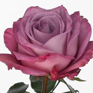 Freshy Großblütige Rose “Moody Blues” | Farbe: Violett | Länge ± 50 centimeter | Herkunft Ecuador | Pro 20 frische Blumen