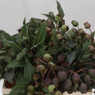 Freshy Eucalyptus Bell Gum | Couleur: Vert | Longueur ± 55 centimètre | Par 10 branches