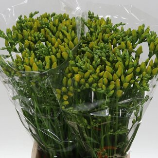 Freshy Dubbelbloemige Freesia “Boulevard” | Kleur: Geel | Lengte ± 55 centimeter | Per 50 verse bloemen