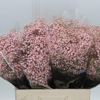 Freshy Gypsophila Gypsophile “Million” Teinté Rose clair | Couleur: Rose | Longueur ± 60 centimeter | Par 25 tiges de fleurs fraîches