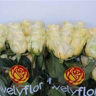 Freshy Luxus-Rose “Creme De La Creme” | Farbe: Orange | Länge ± 60 centimeter | Pro 25 frische Blumen