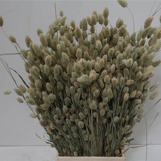 Freshy Phalaris séché | Couleur: Naturel | Longueur ± 60 centimeter | Par 2 bouquets