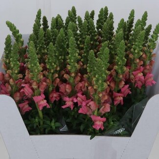 Freshy Antirrhinum Gueule-de-loup “Maryland Pink” | Couleur: Rose | Longueur ± 70 centimeter | Par 10 tiges de fleurs fraîches