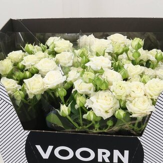 Freshy Spray rose “Bridal Flow” | Colour: White | Length ± 60 centimetre | Per 10 fresh flowers