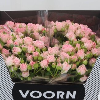 Freshy Spray rose “Aerobic” | Colour: Pink | Length ± 60 centimeter | Per 10 fresh flowers